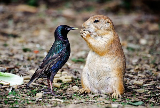 Squirrel Wildlife Photography By Scott Spaeth