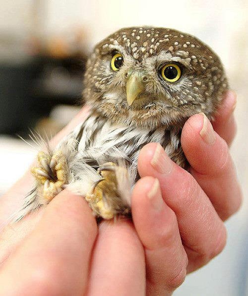 Owl Pictures Cute Animal And Videos