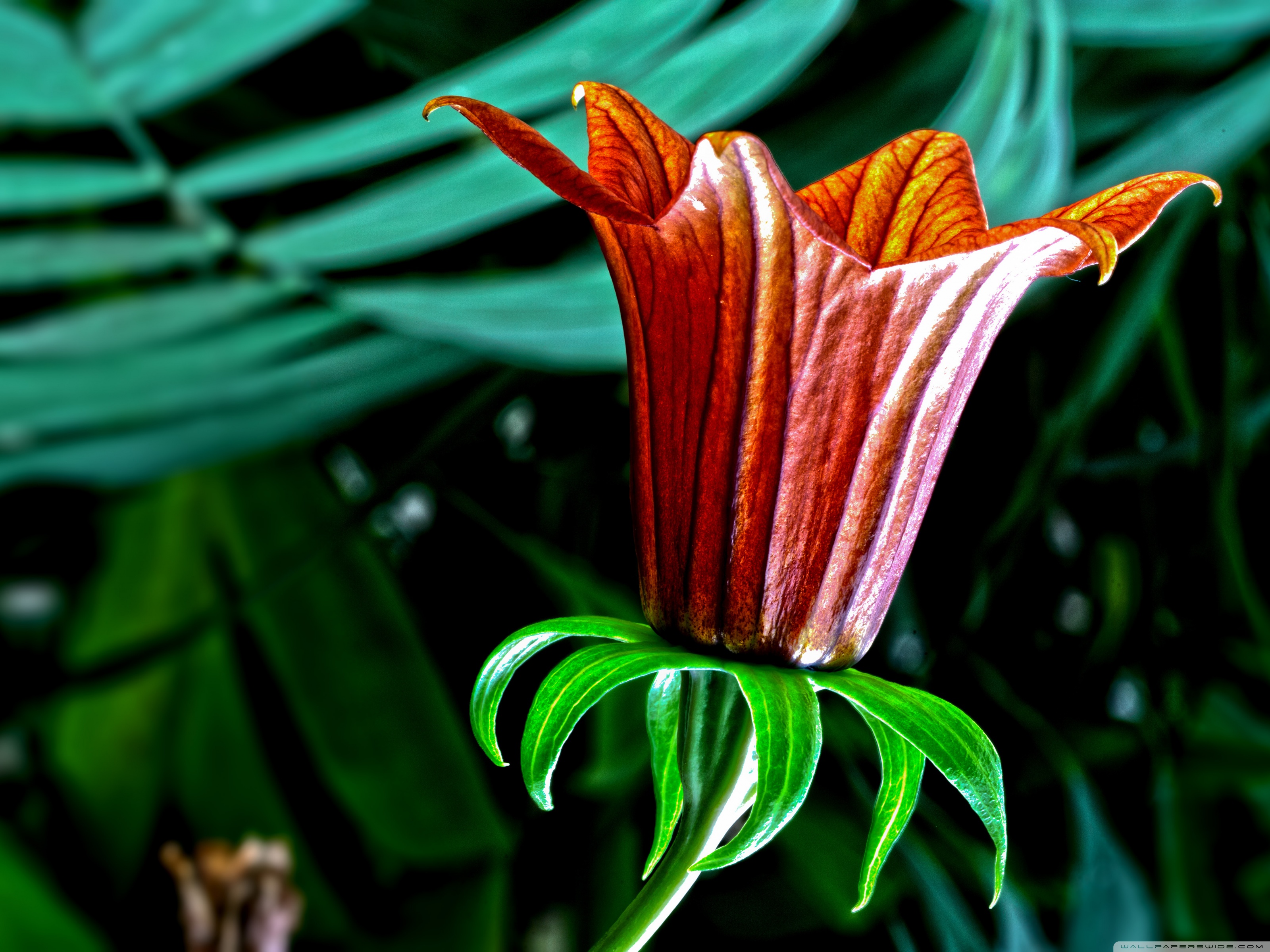 Botanical Garden Flower 4k HD Desktop Wallpaper For Ultra