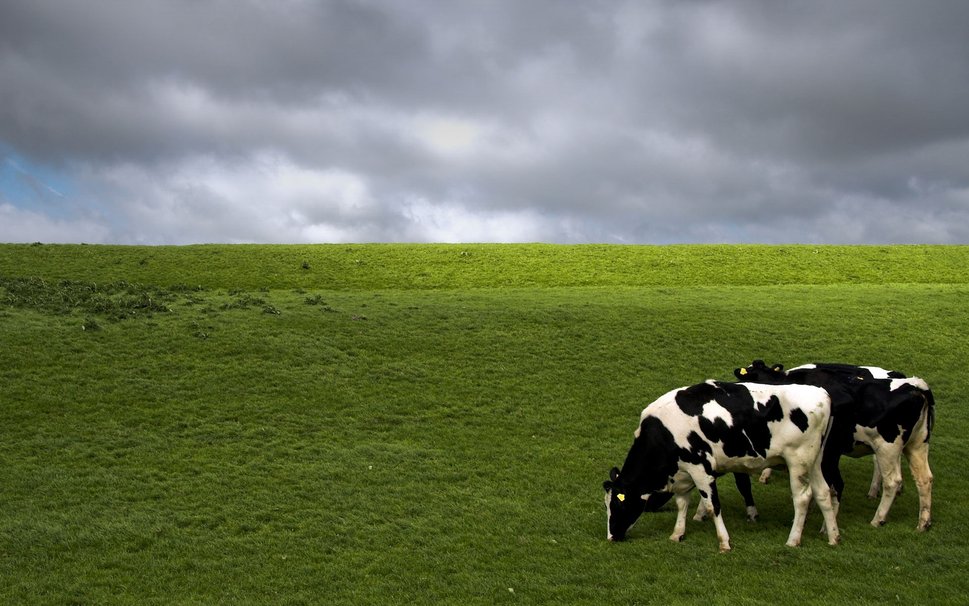 Dairy Cow Wallpaper Holstein Cows