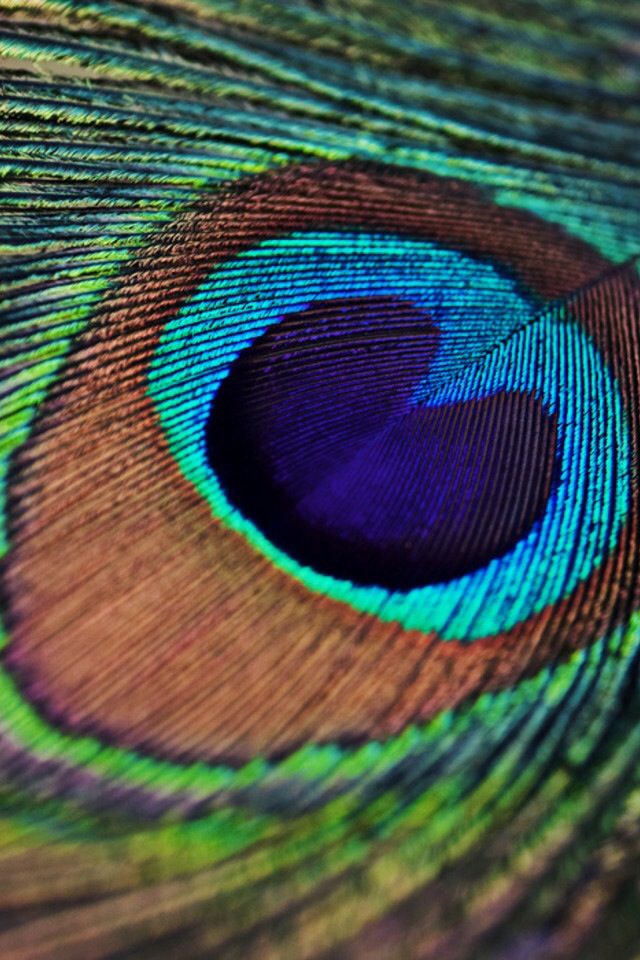 Peacock Feather iPhone Wallpaper Phone