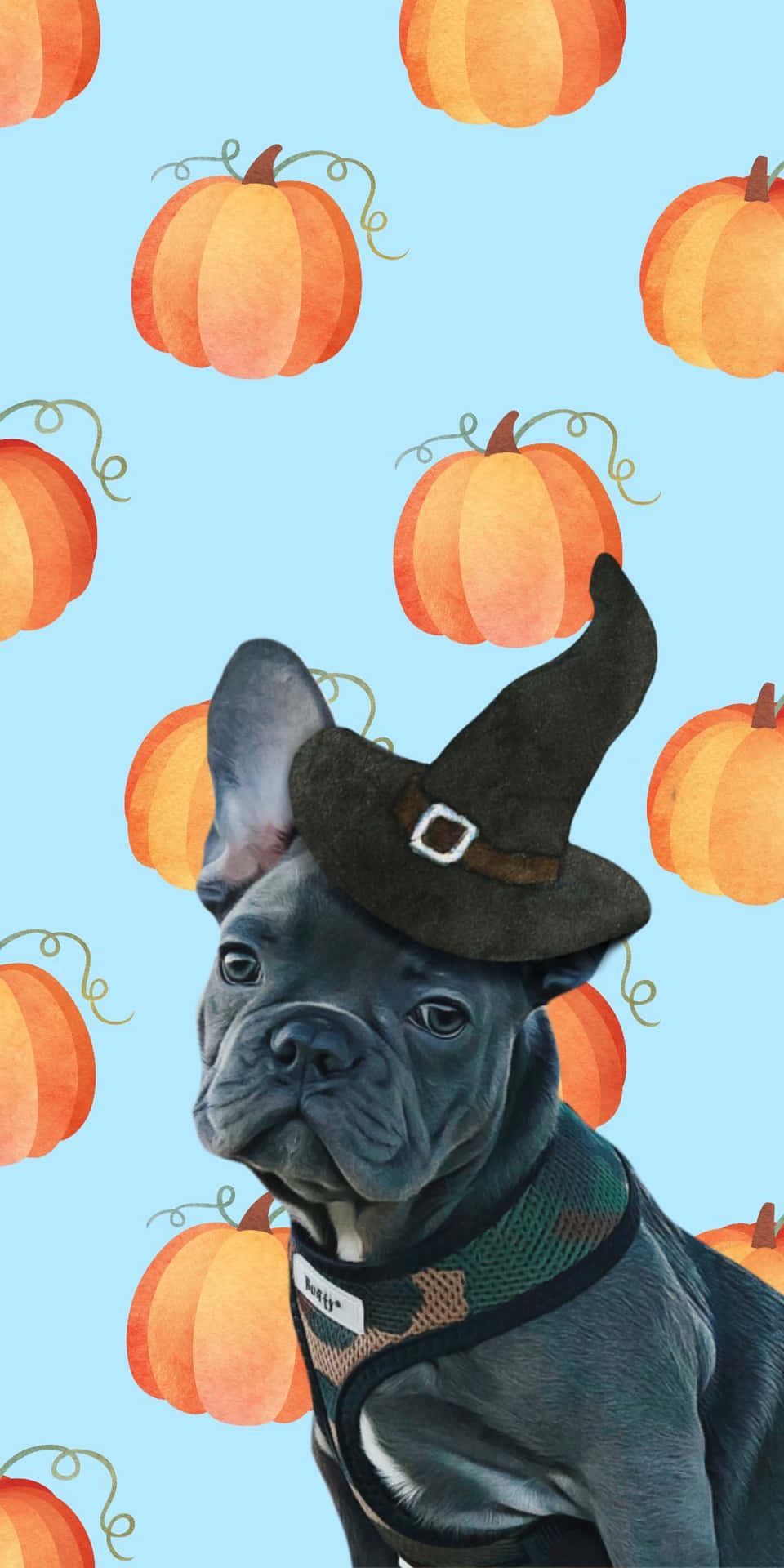 Adorable French Bulldog Puppy Snuggling Up For A Nap Wallpaper