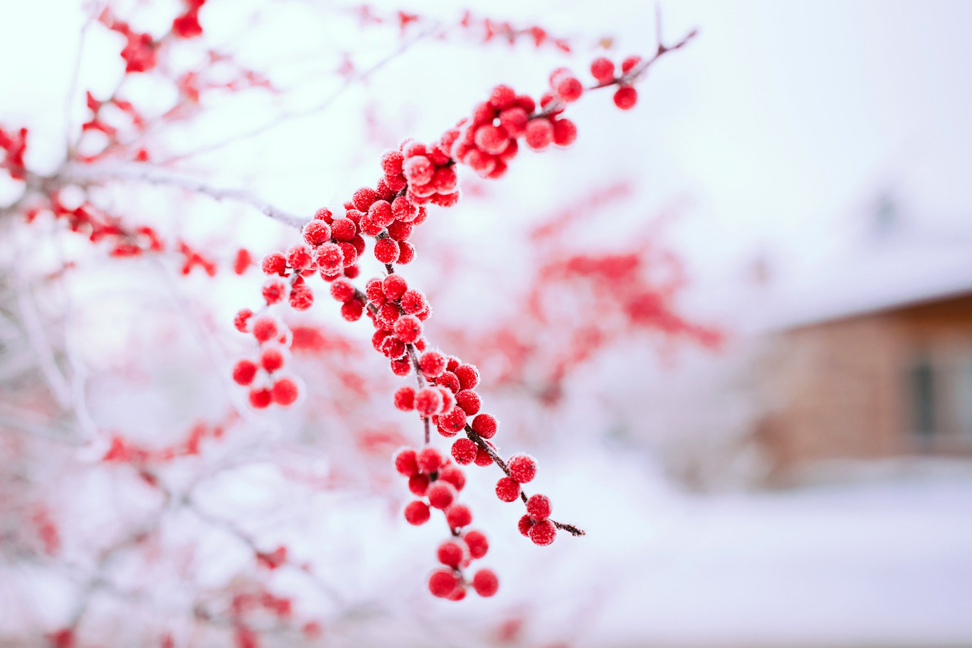Winter Red Berries Tree Branch Bokeh Wallpaper Background