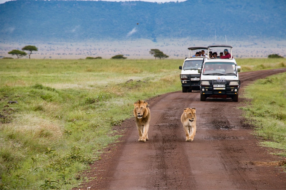 Masai Mara Pictures Image