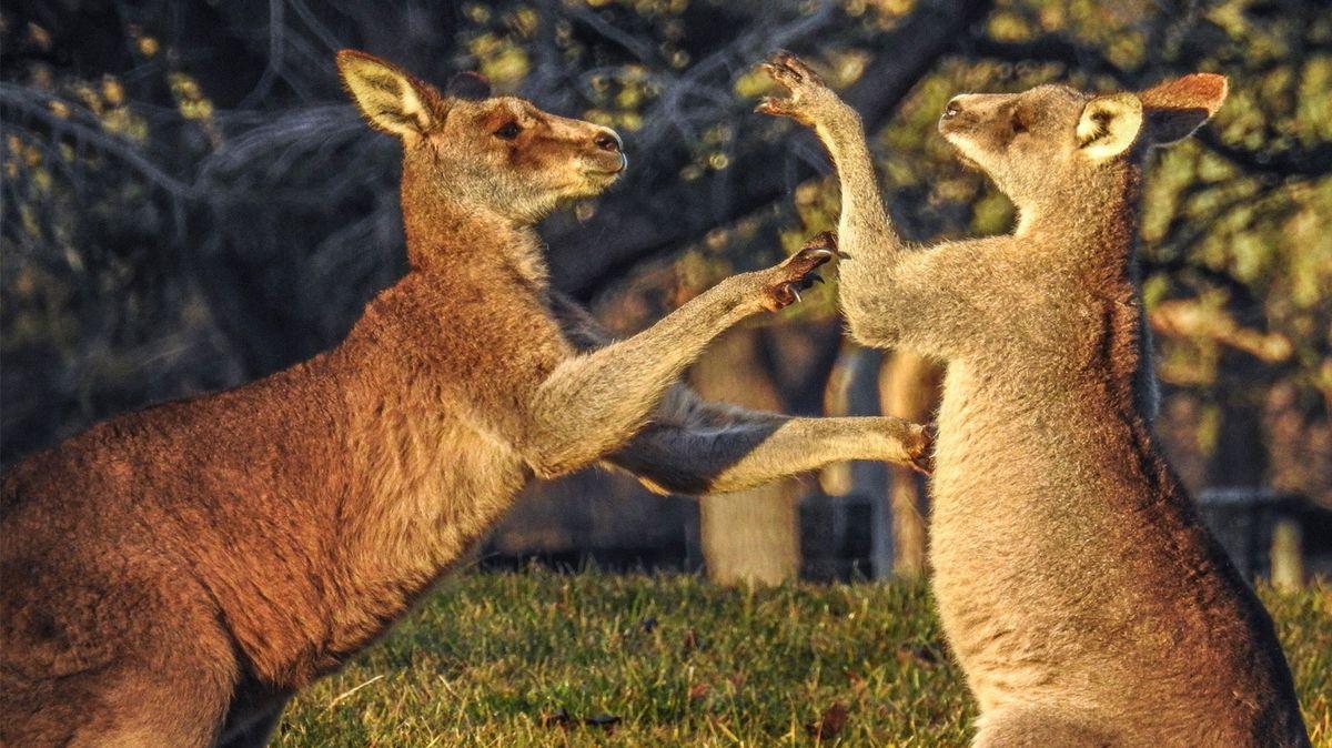 Do Kangaroos Really Box HowStuffWorks