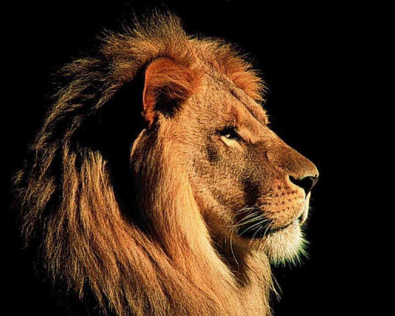 3d Lion Wallpaper