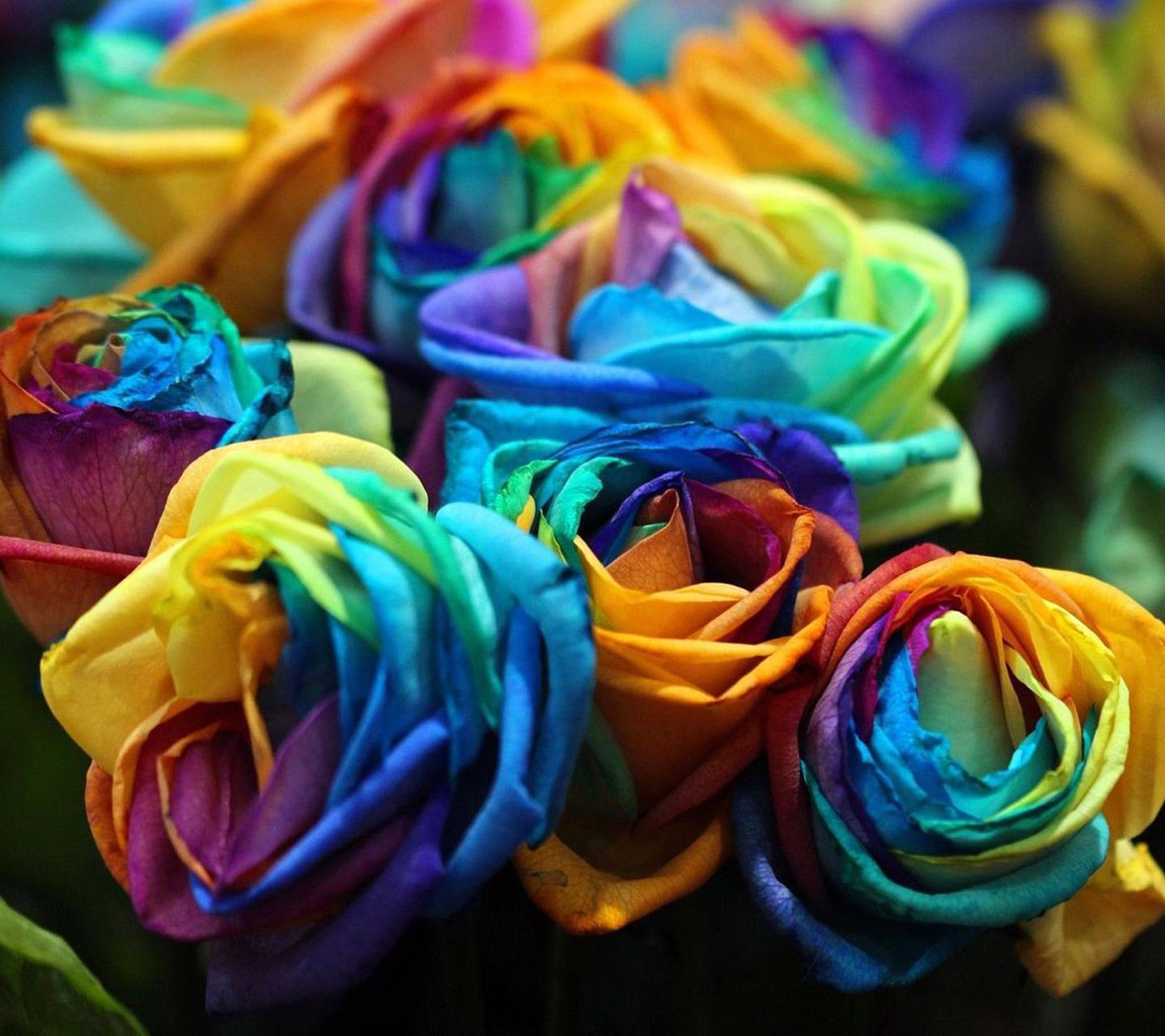 Colourful Roses Hd Wallpapers For Mobile