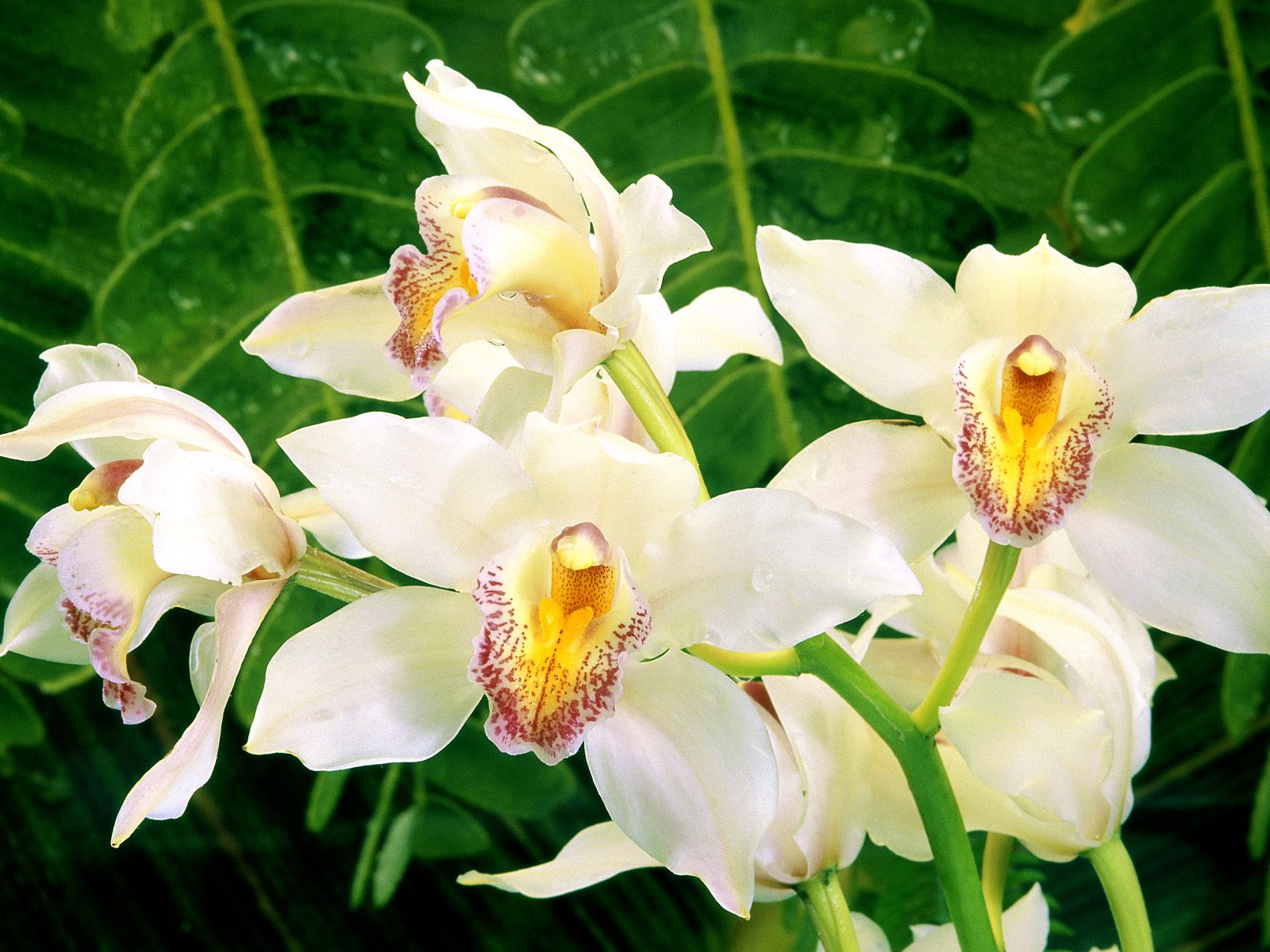 Hq White Orchids Wallpaper