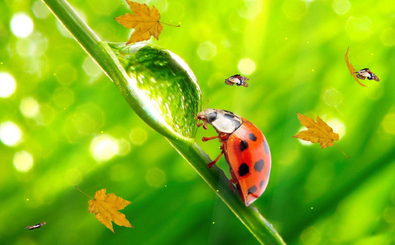 The Ladybug Animated Wallpaper Desktopanimated