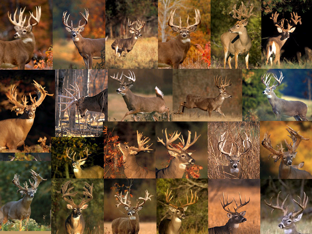 Deer Wallpaper Desktop Background