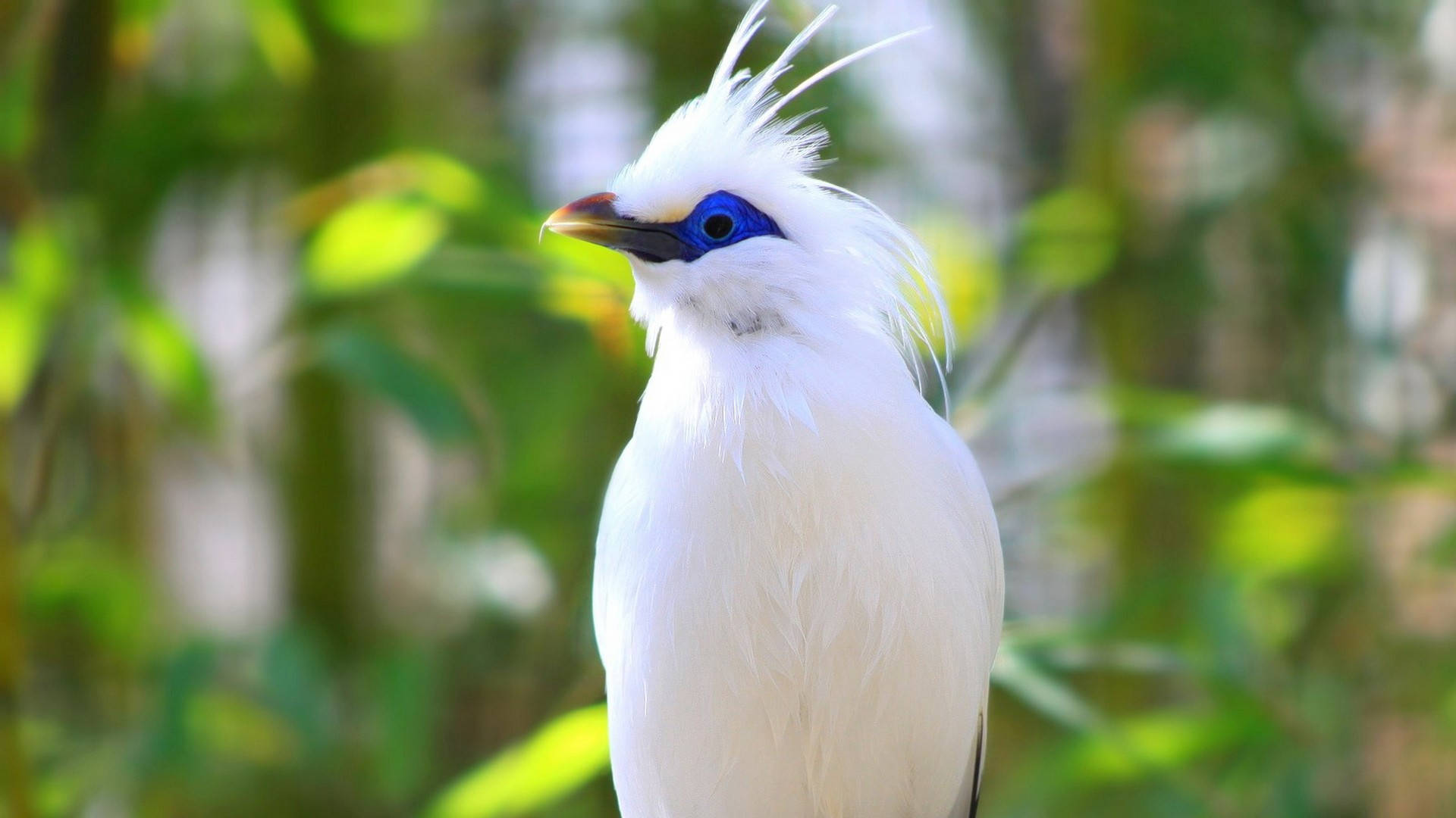 HD Birds Wallpaper