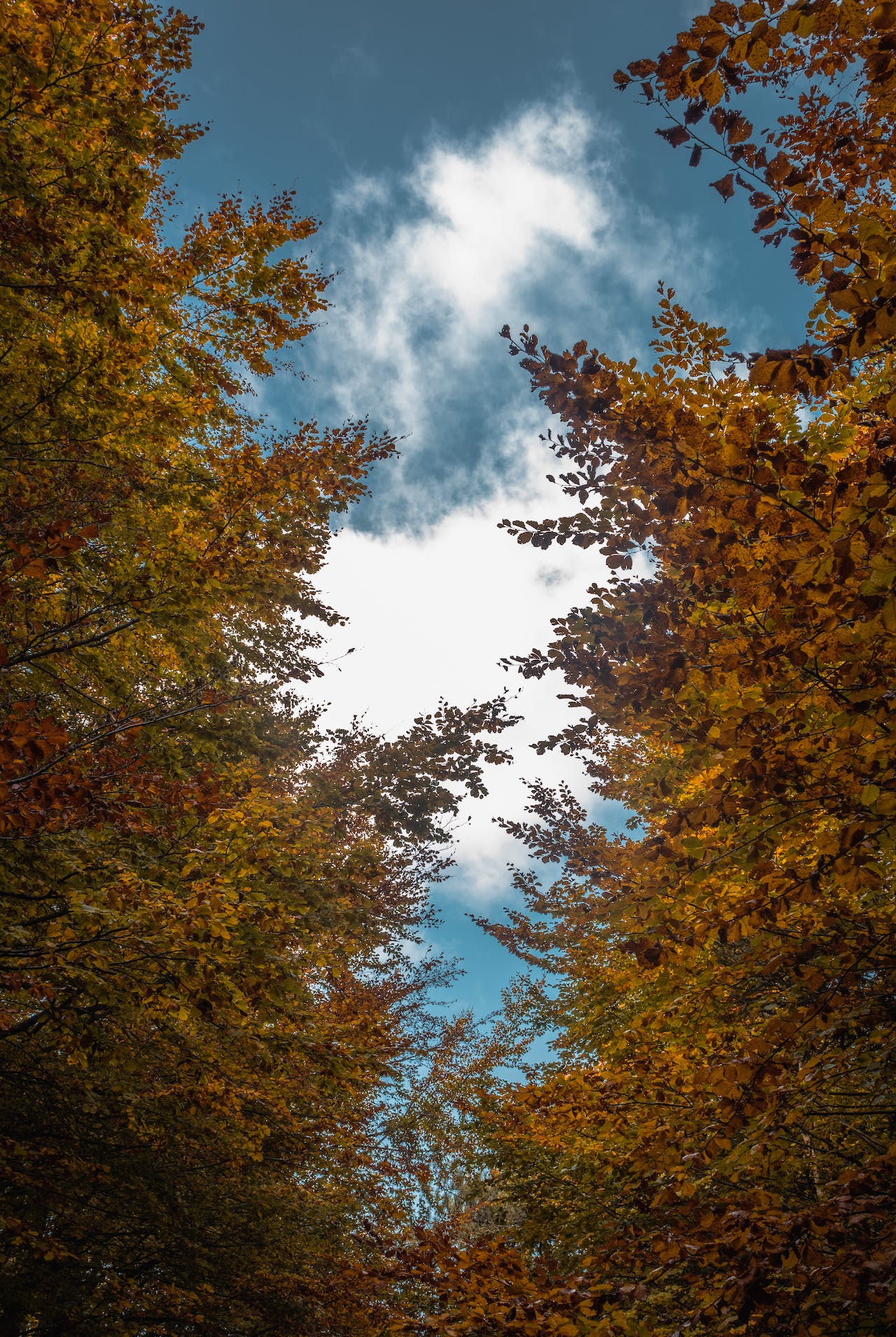 Looking up at the sky through colorful autumn leaves