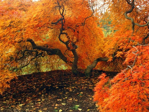 Absolutely Spectacular Autumn Wallpaper For Your Desktop