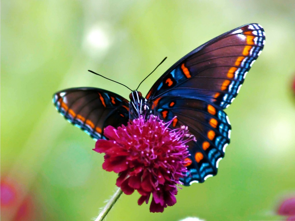 Colorful Butterfly Background Cool Wallpaper Hivewallpaper