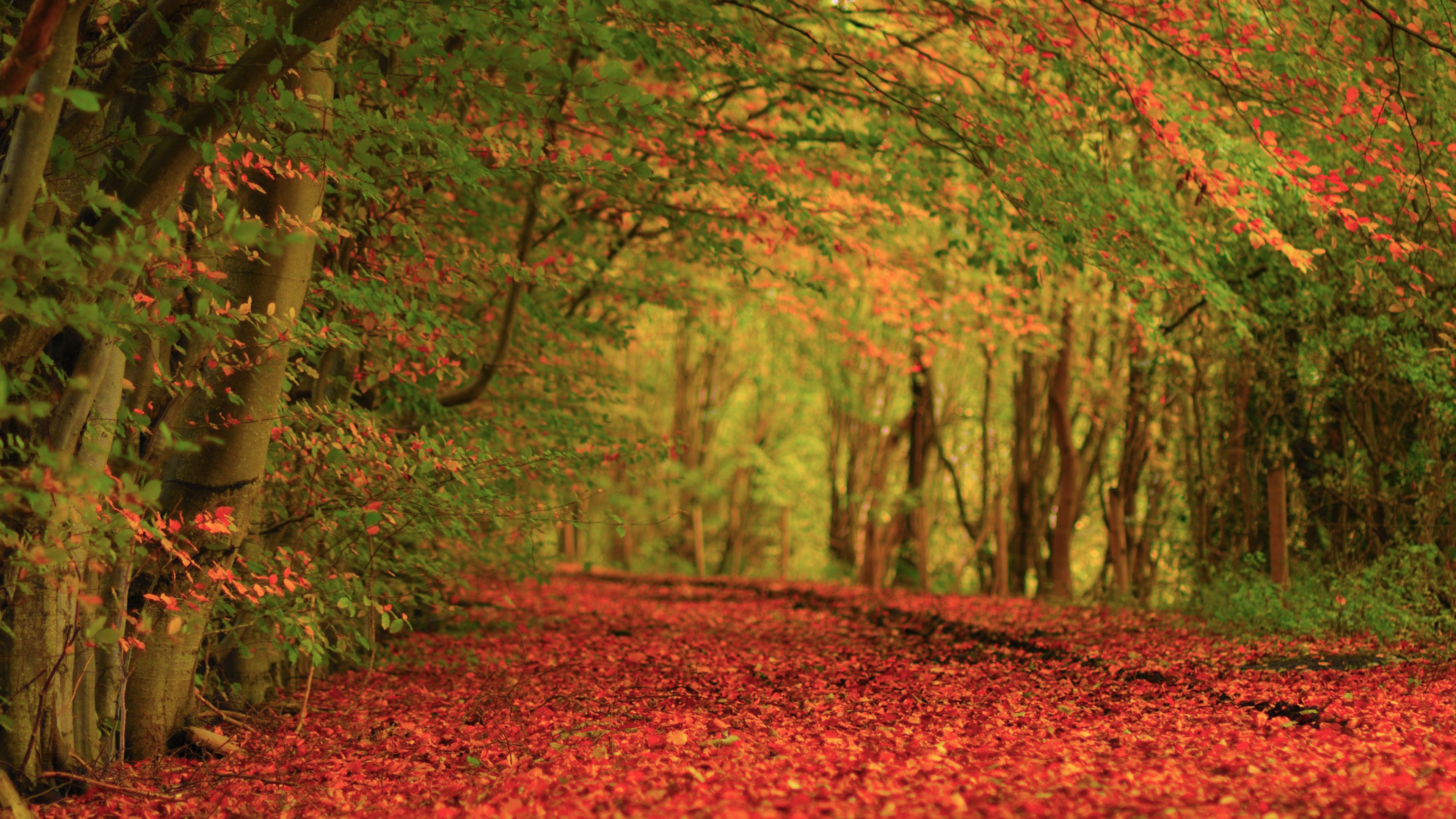 Leaves Earth Autumn Carpet Red Wallpaper Background 4k Ultra HD
