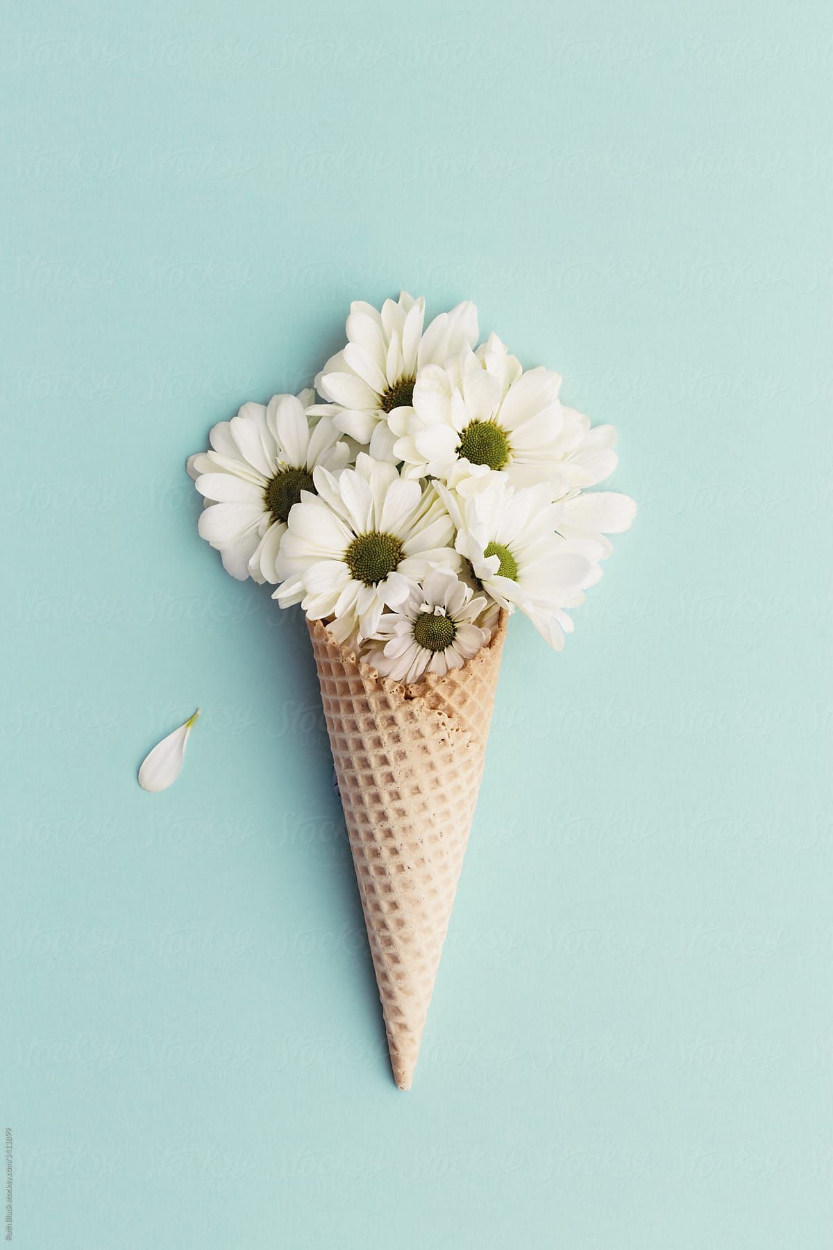 Daisies In An Ice Cream Cor This High Resolution Stock