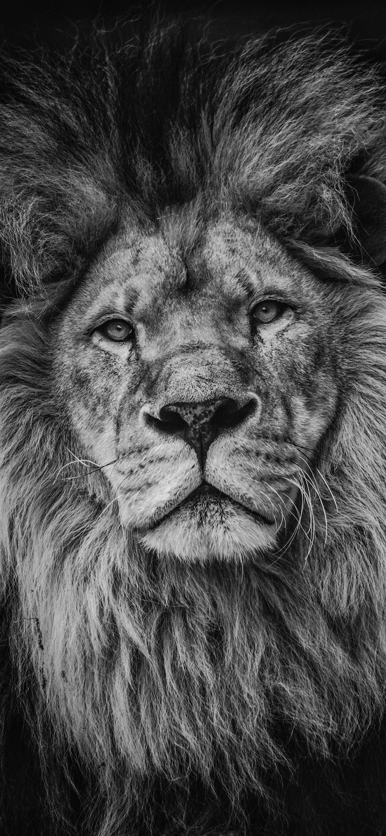 Lion Wallpaper For iPhone Pro Max X