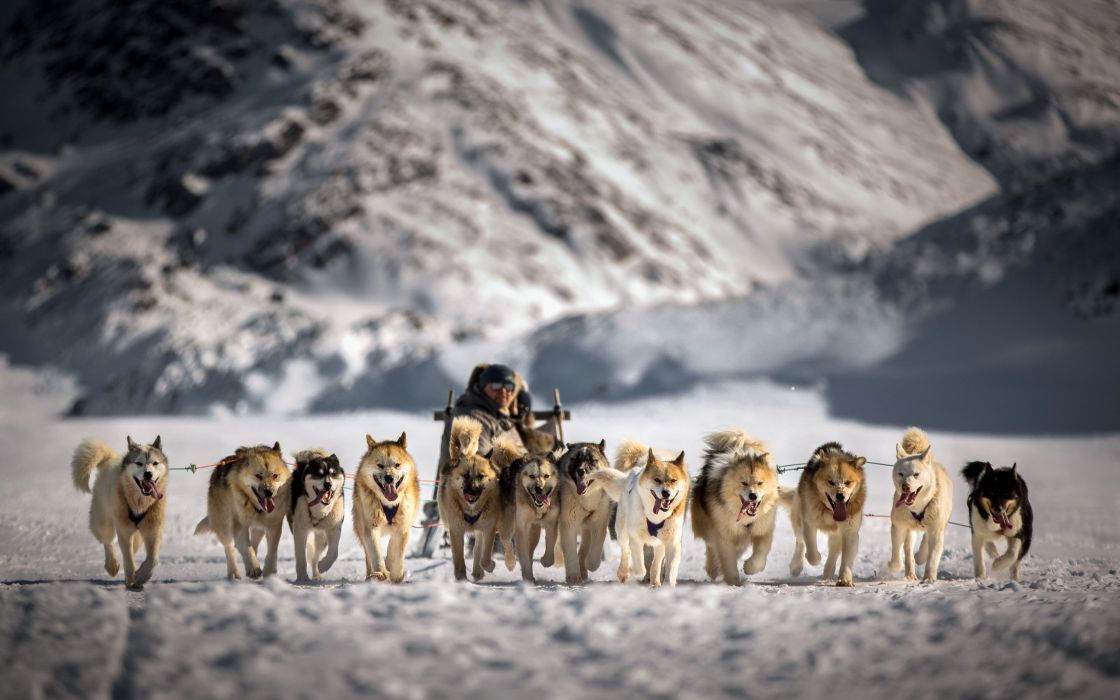 Sled Snow Dogs Wallpaper