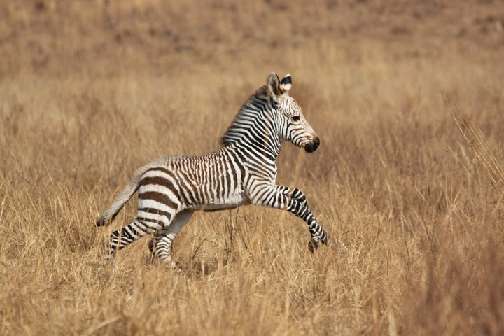 Baby Zebras Zebra