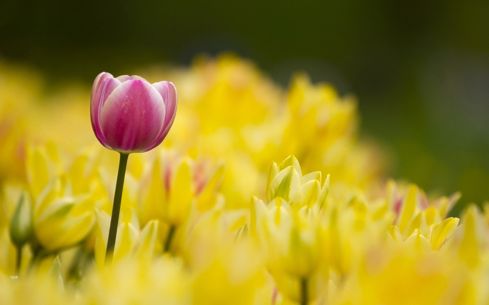 Tulips Nature Wallpaper