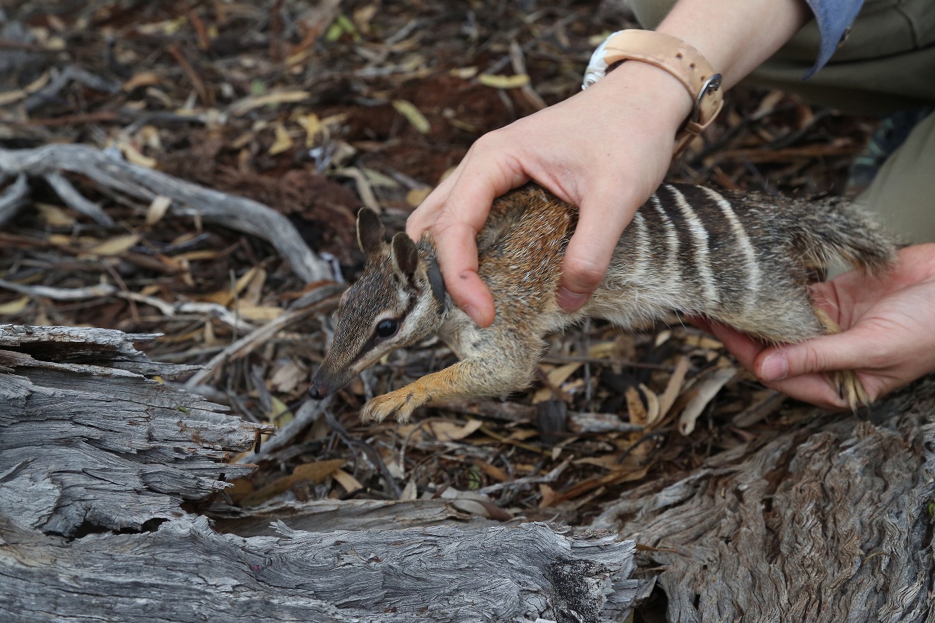 A numbat, a small Australian marsupial, is gently held by a researcher, showcasing its distinctive striped back and pointed snout