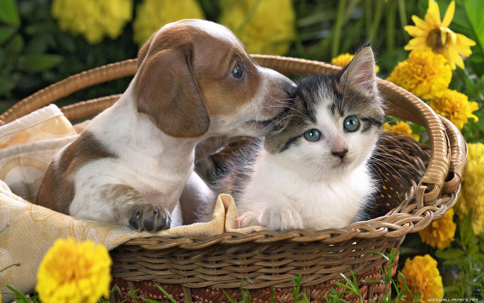 Cats And Dogs Desktop Wallpaper HD Wide