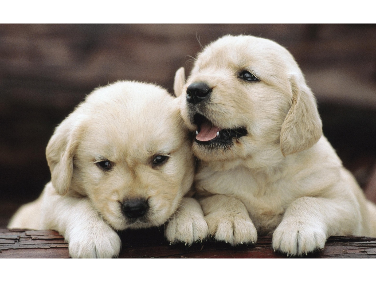 Golden Retriever Puppies Wallpaper HD