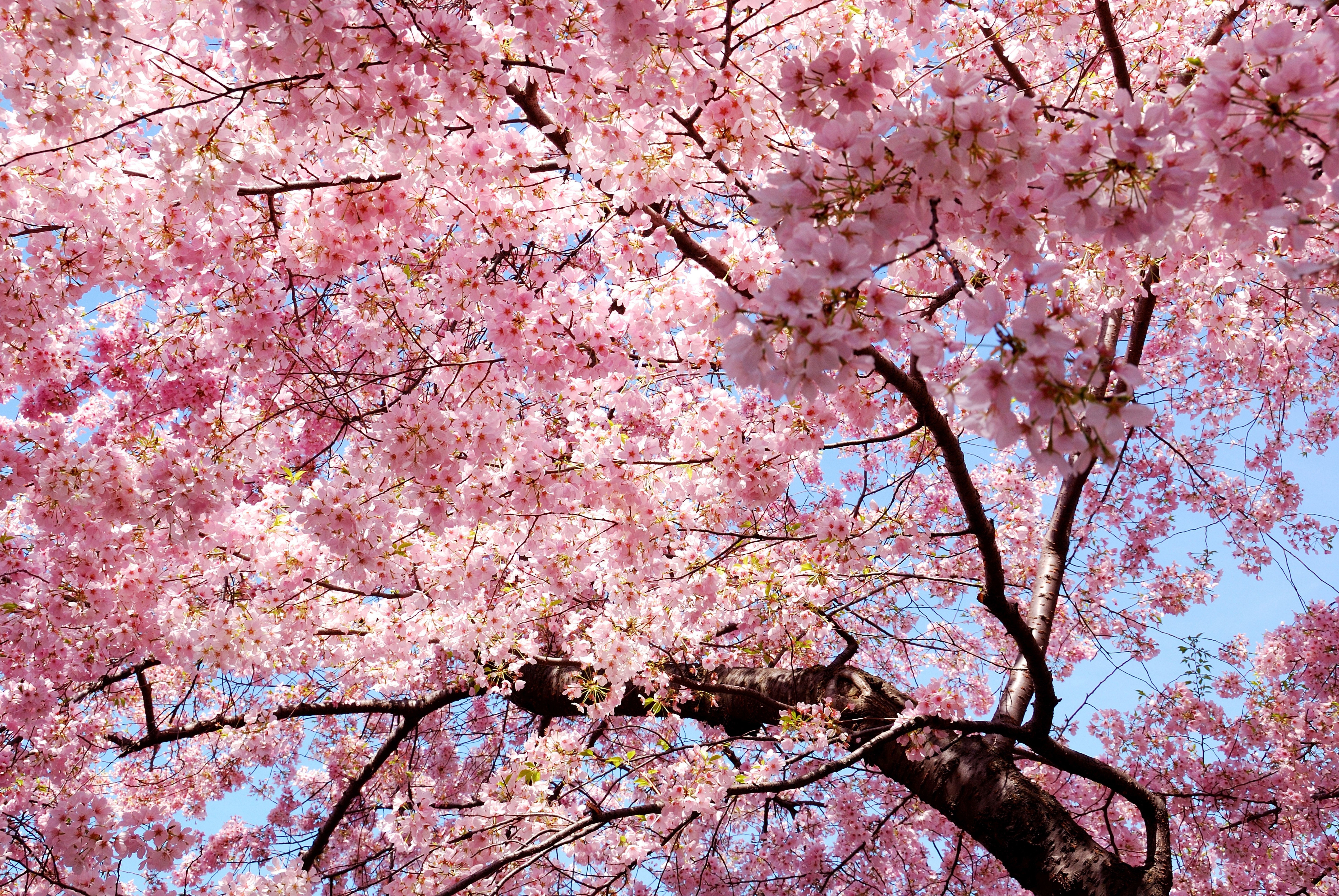 Pink Trees Nature Magnolia Sakura Wallpaper HD