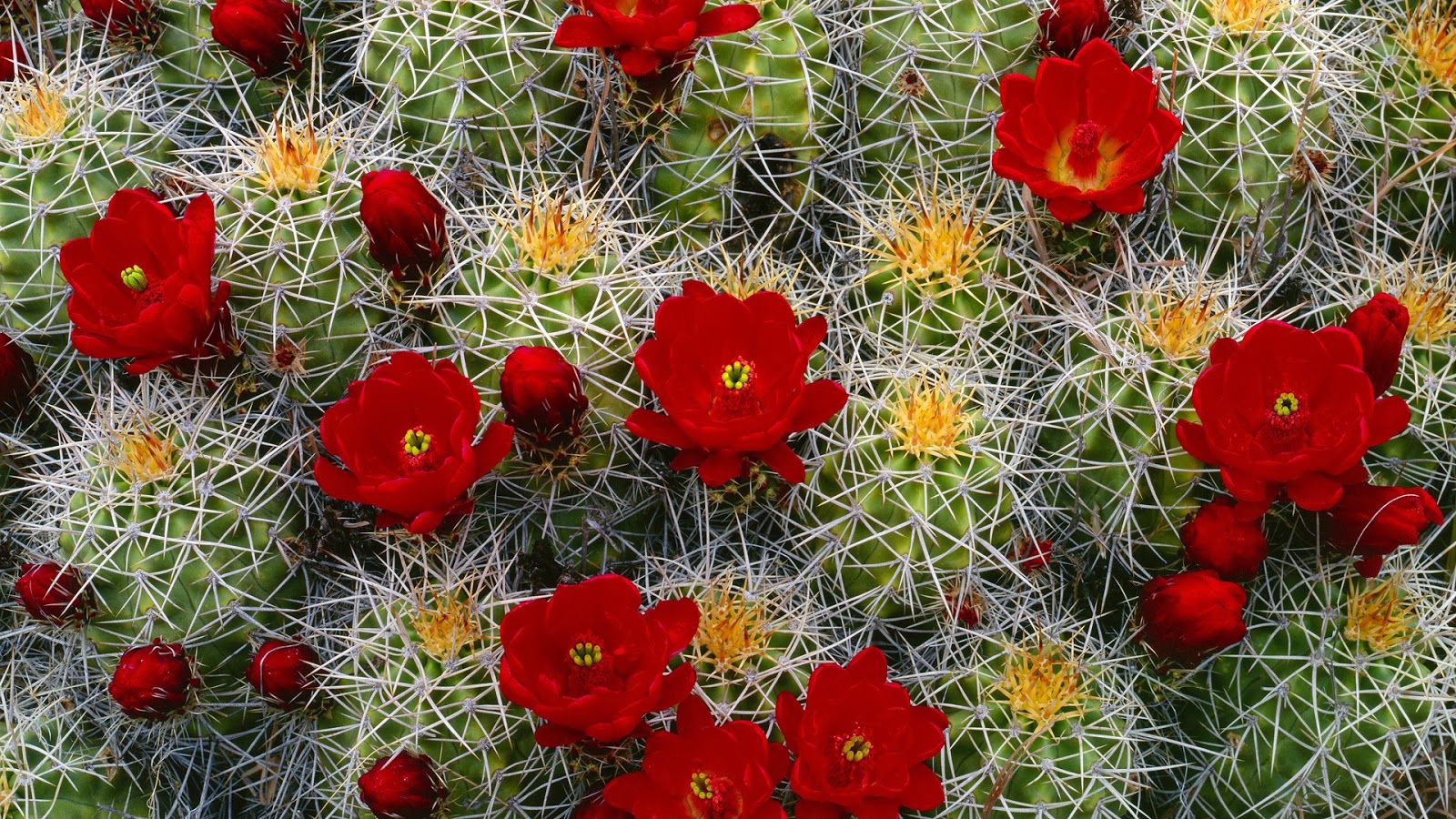 Cactus Flower Wallpaper Puter Beautiful Desktop