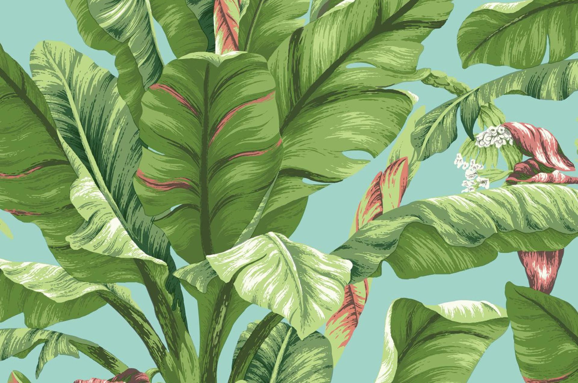 Banana Leaf Image Wallpaper