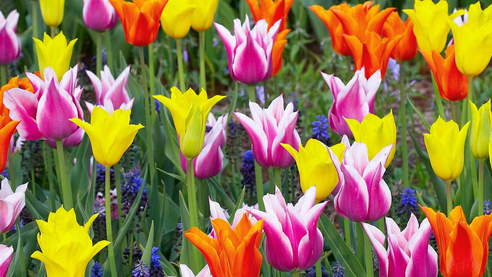 Wallpaper Spring Colors Tulips X Widescreen Desktop