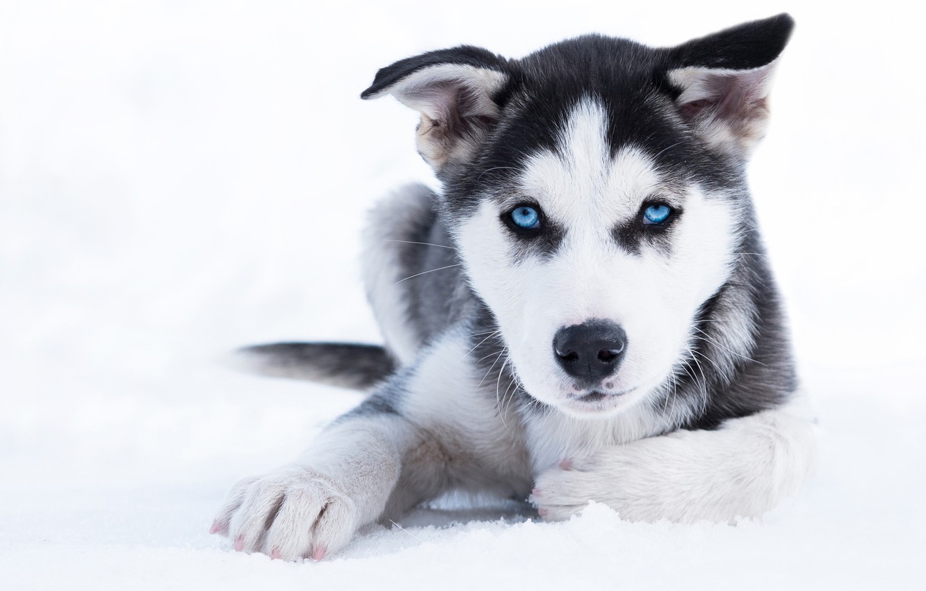 Photo Wallpaper Winter Look Snow Dog Puppy Blue Dogs