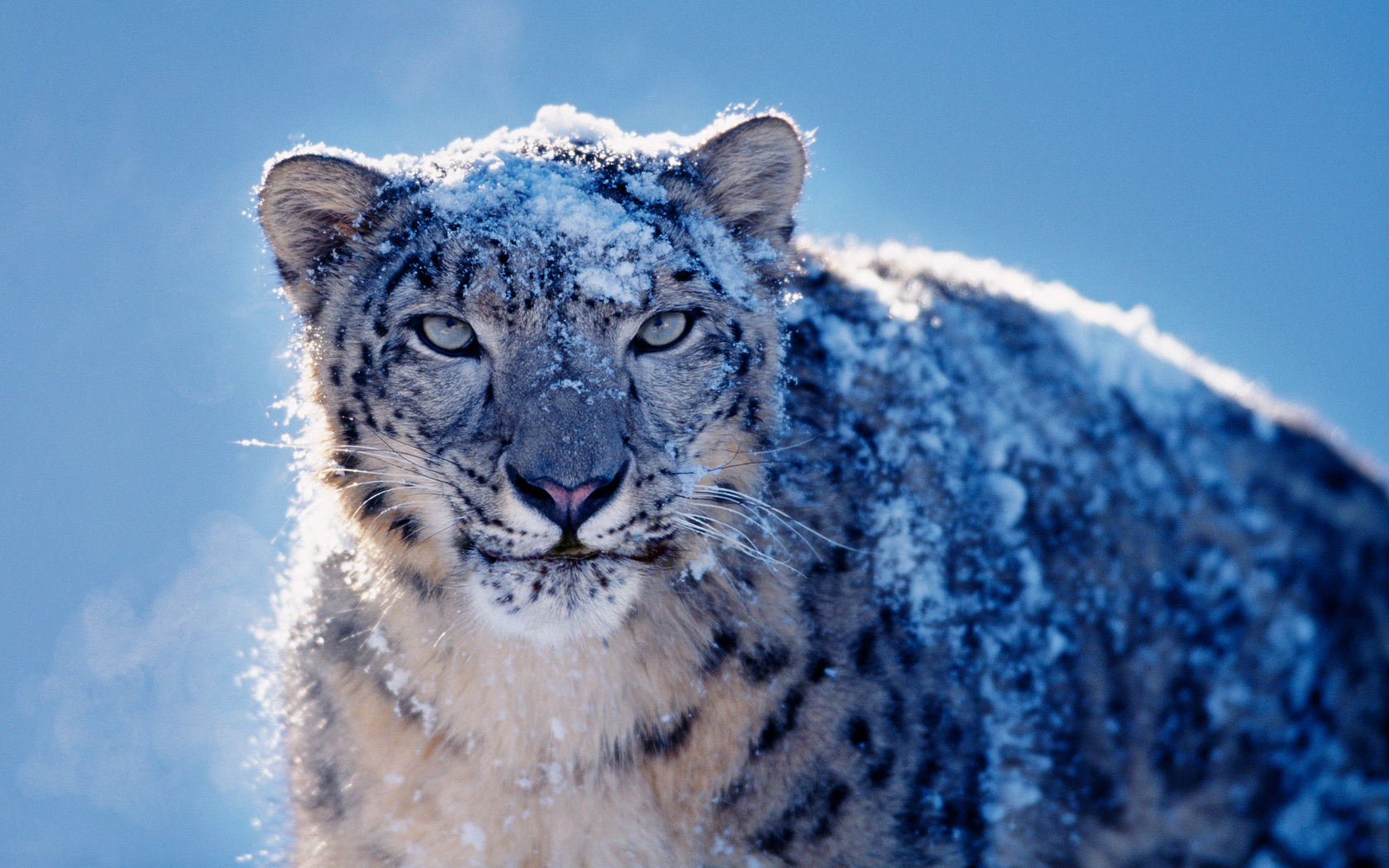 Mac Os X Snow Leopard Server Wallpaper