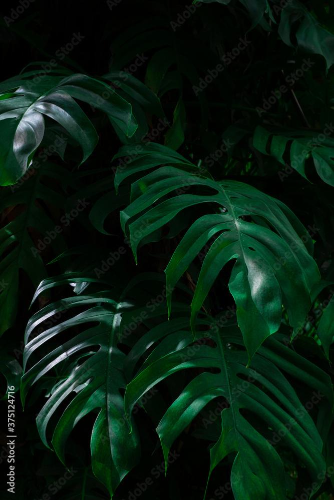 Creative Layout Tropical Rainforest Foliage Plants Fern Bushes