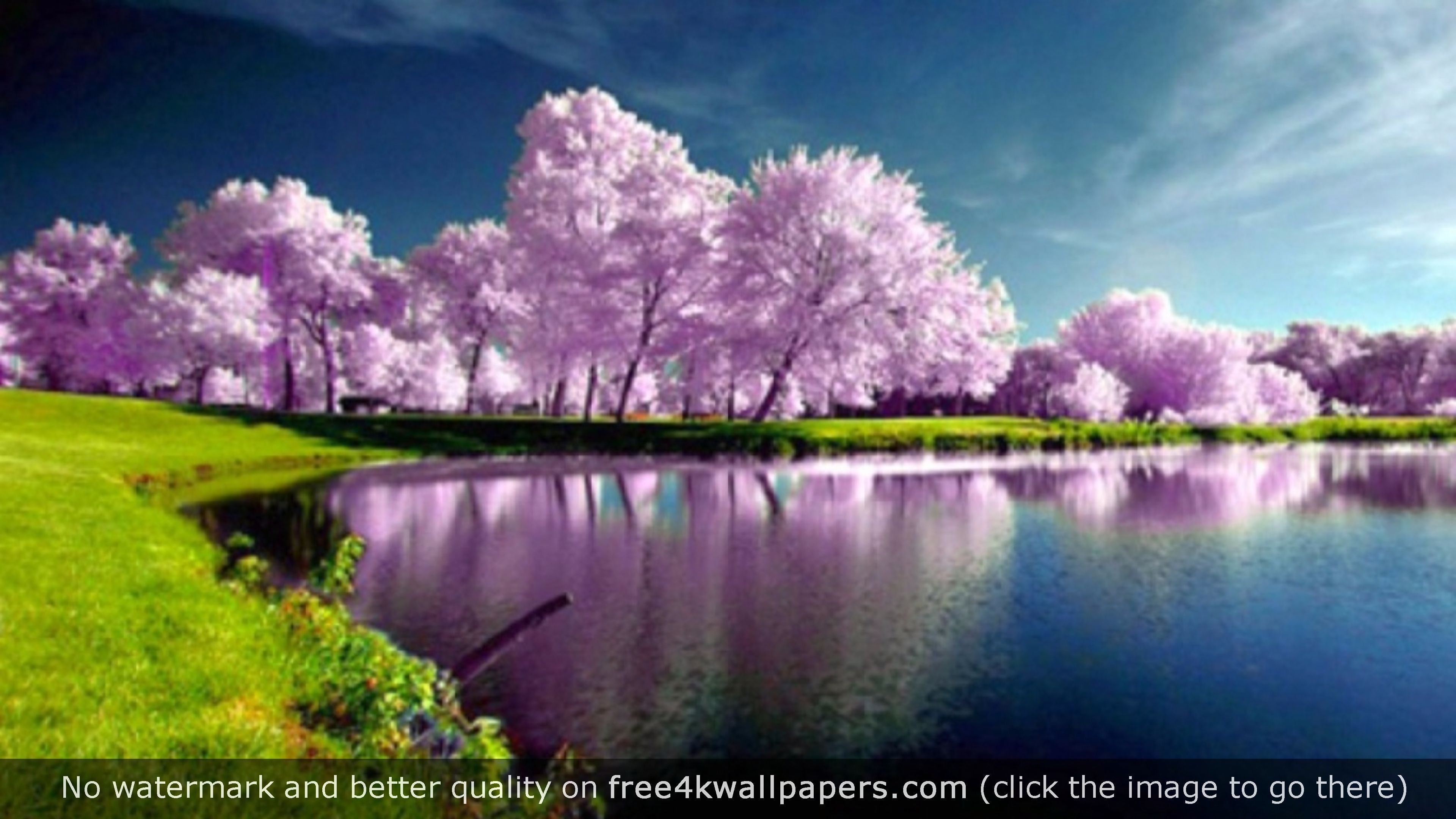 Purple Trees Nature 4K wallpaper Desktop Wallpapers in 2019