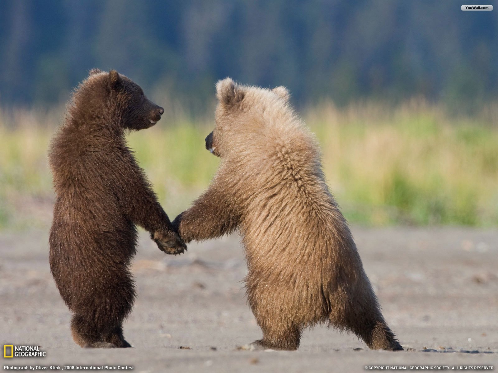 Bear Friendship Wallpaper