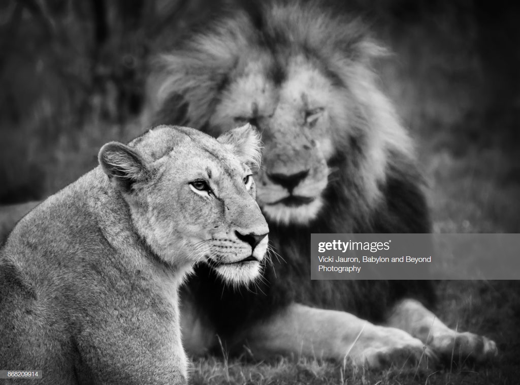 Portrait Of A Lioness Against Male Lion In Background High Res