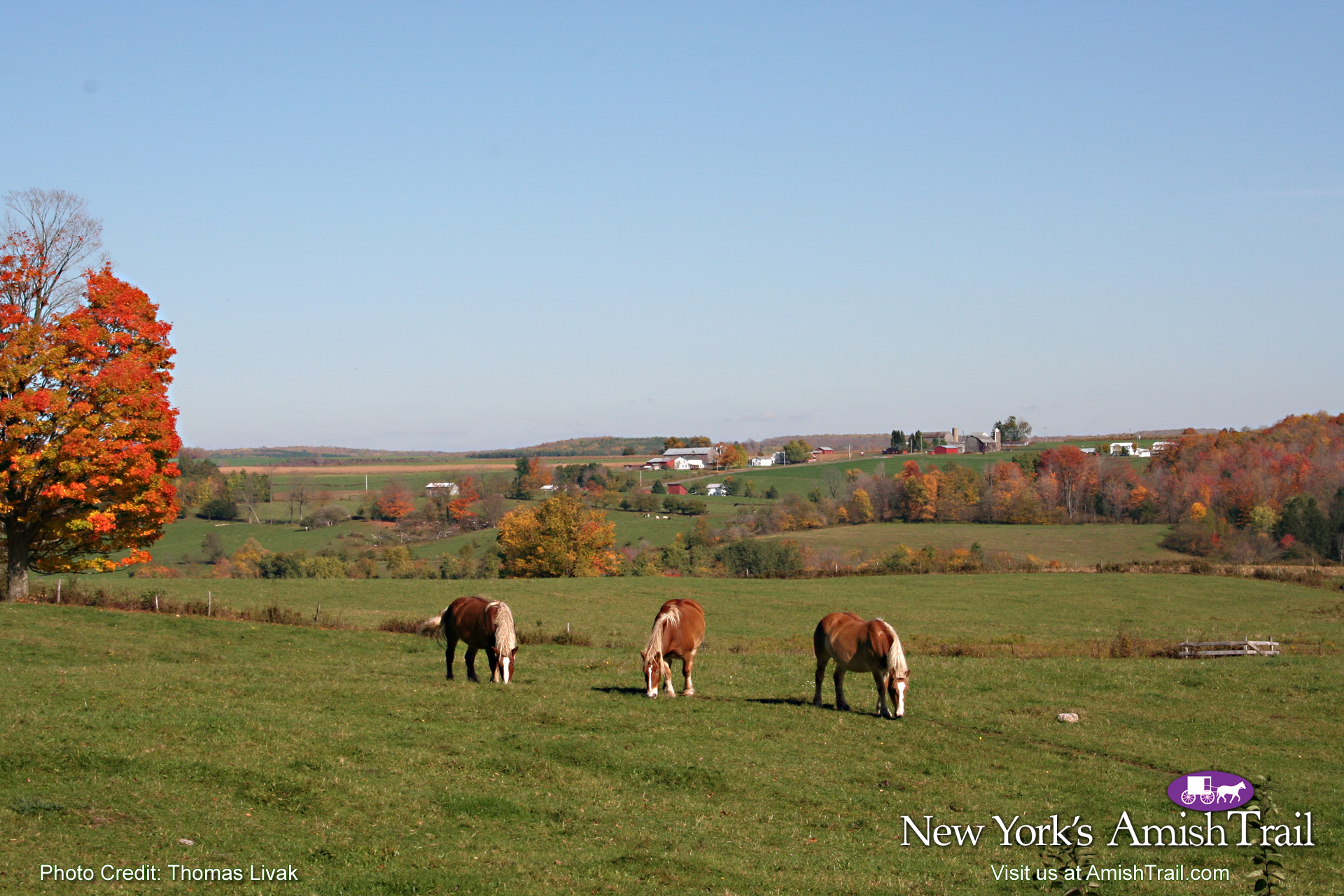 Workhorses Along The Amish Trail Wallpaper Enchanted Mountains Of