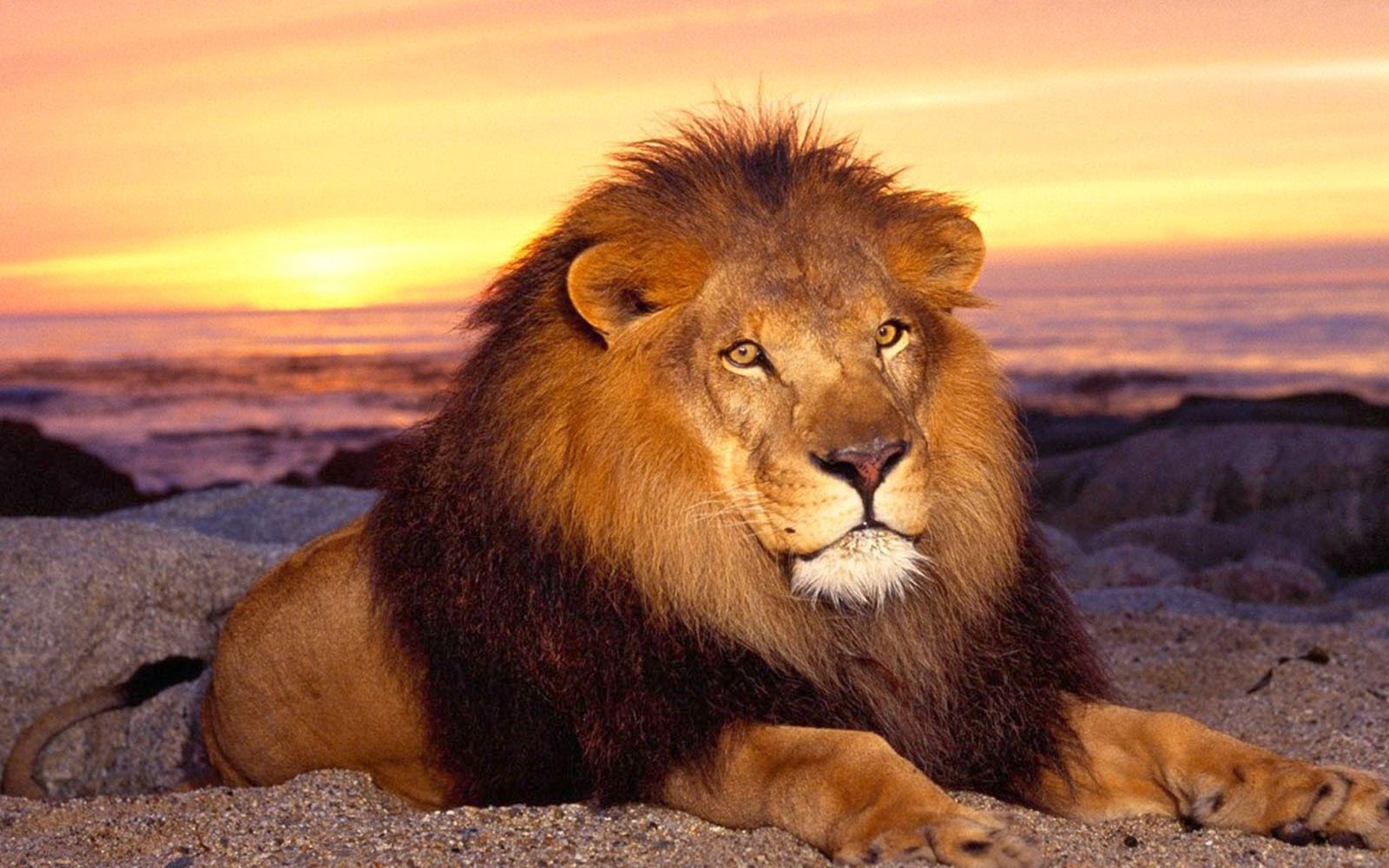 African Lion Wallpaper