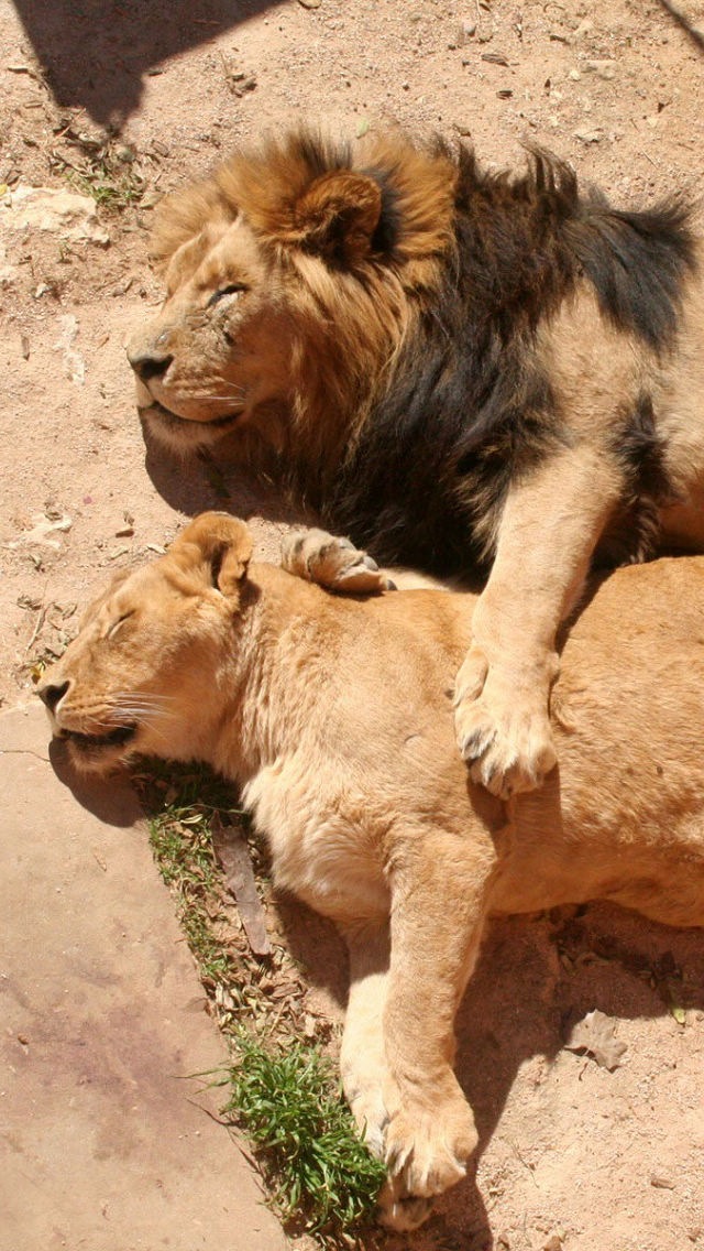Lion Couple iPhone Wallpaper Top