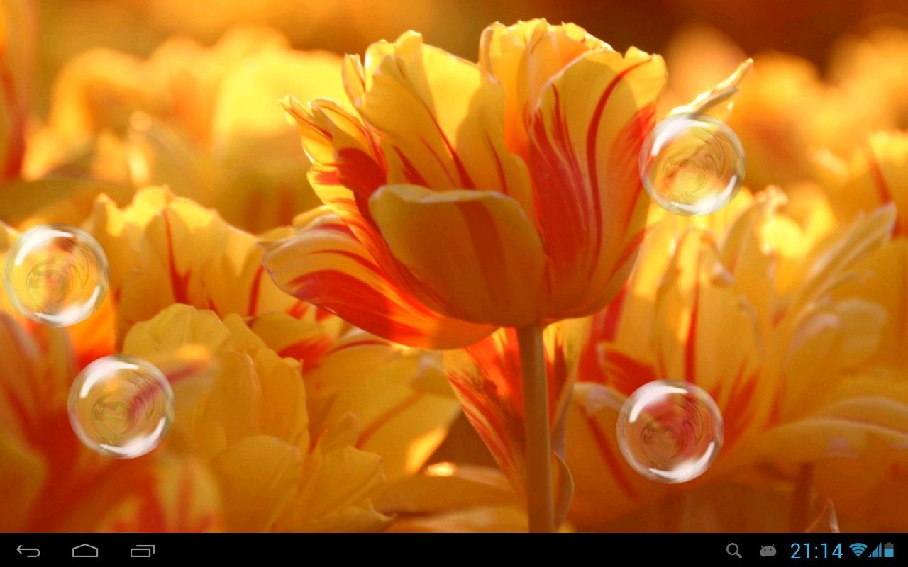 Tulips Live Wallpaper Android Apps On Google Play