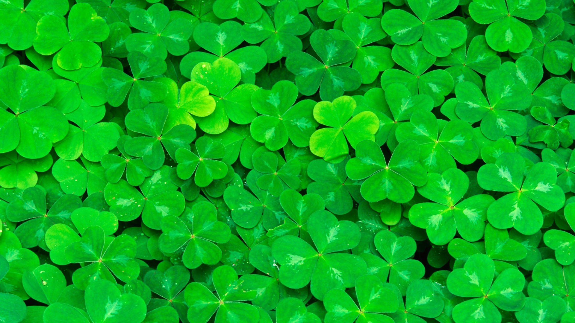 Shamrock Desktop Wallpaper