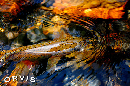 Orvis Fly Fishing Contest Bwo Photo Sharing