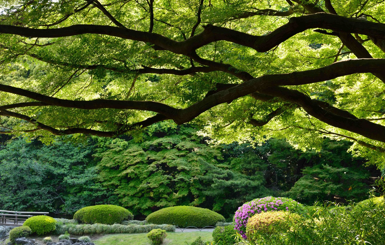 Wallpaper Trees Park Japan Tokyo Imperial
