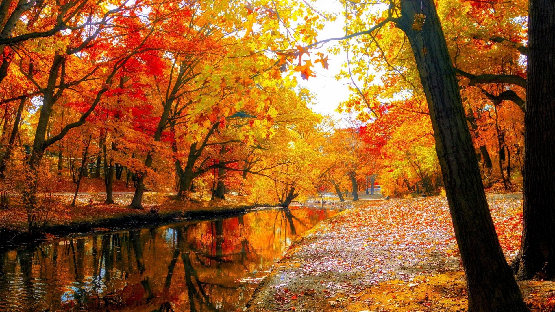 Fall Leaves Wallpaper HD Image