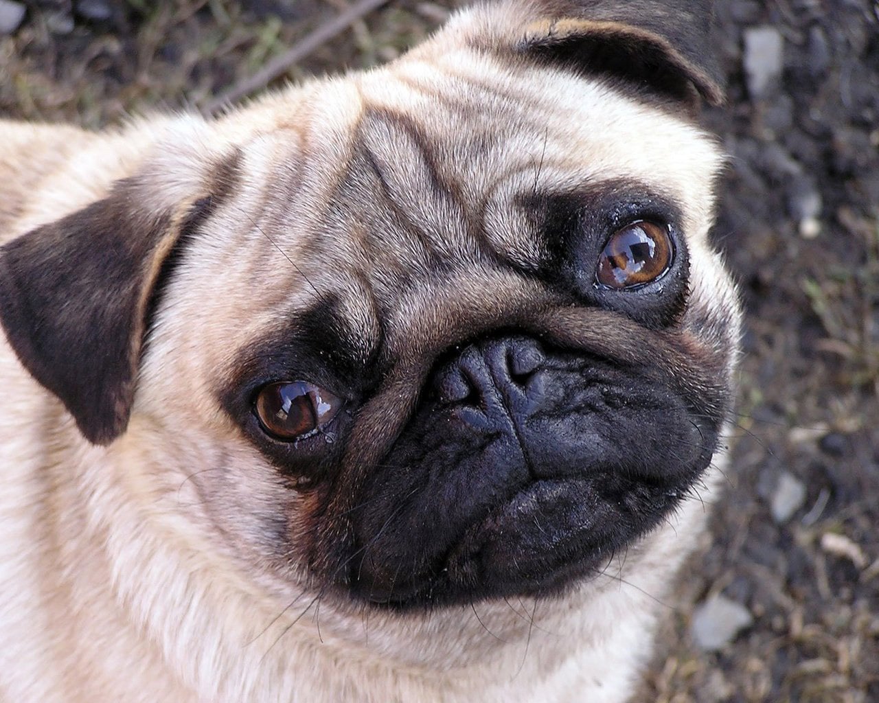 Previous Animals Dogs Muzzle Pug Wallpaper
