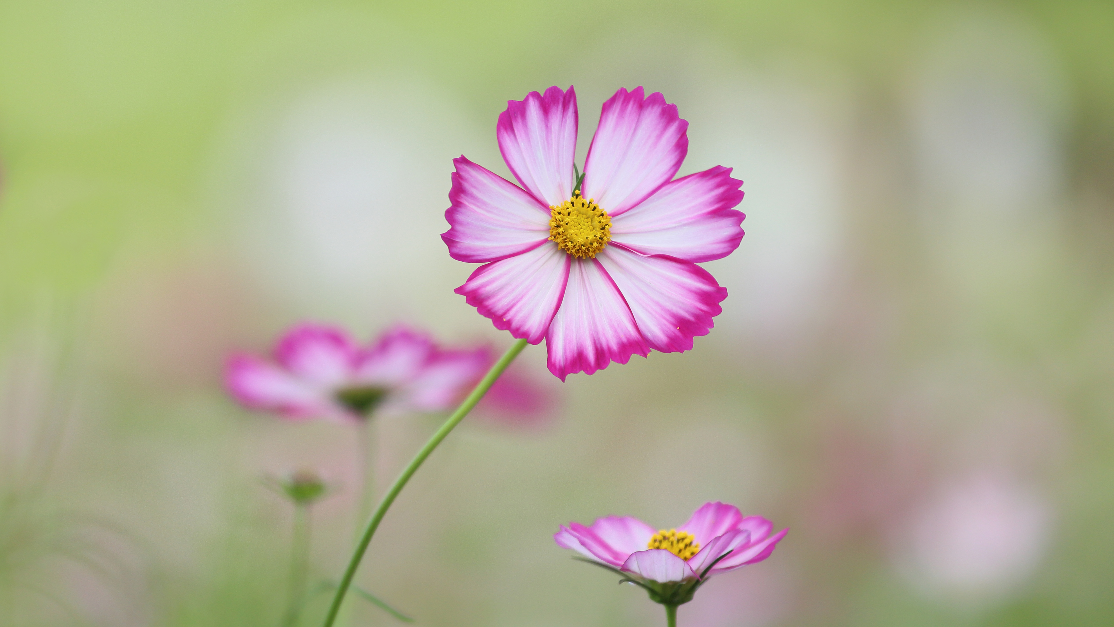 Cosmos 4k Wallpaper