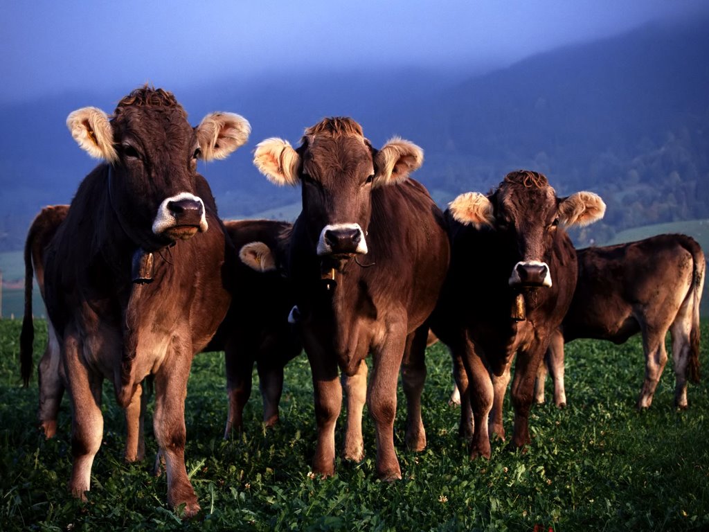 Free download Mi Fondo de Pantalla Gratis Fondo de Pantalla de Naturaleza  Vacas [1024x768] for your Desktop, Mobile & Tablet | Explore 75+ Cow  Backgrounds | Cute Cow Wallpaper, Cow Wallpaper, Funny Cow Wallpaper