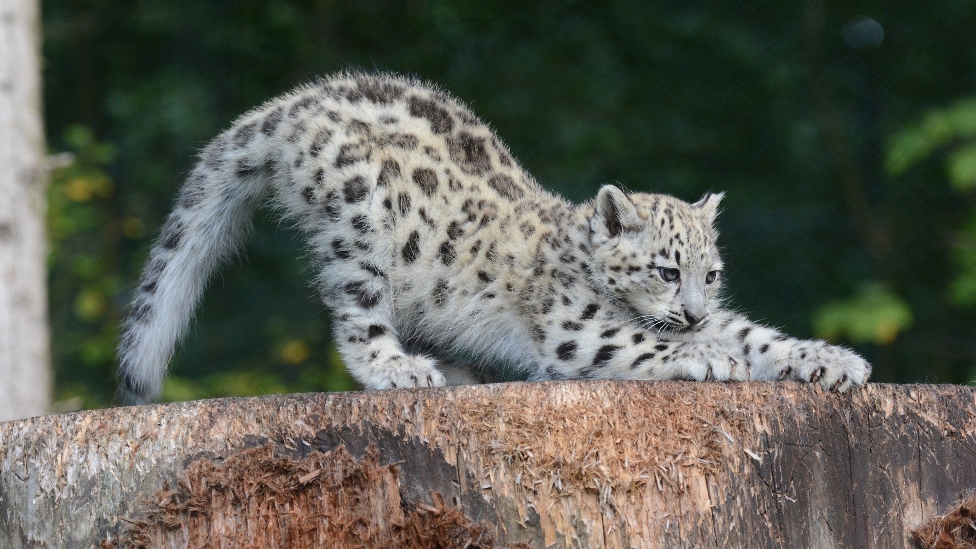 Snow Leopard Cub Sipping Predator