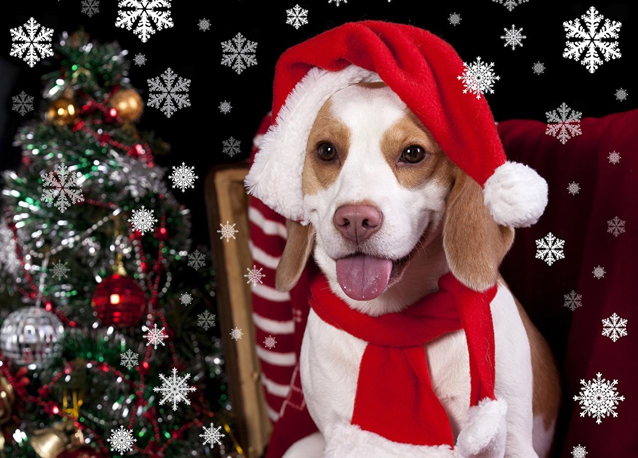 🔥 Free download Images Beagle Dogs Christmas Tongue Snowflakes Glance ...